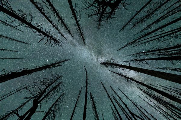 Milky Way and burned trees