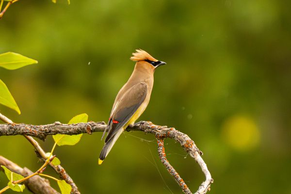 cedar waxwing 