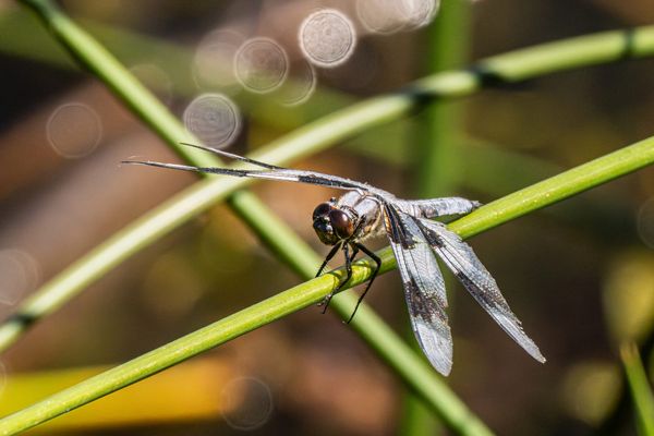 eight-spotted skimmer