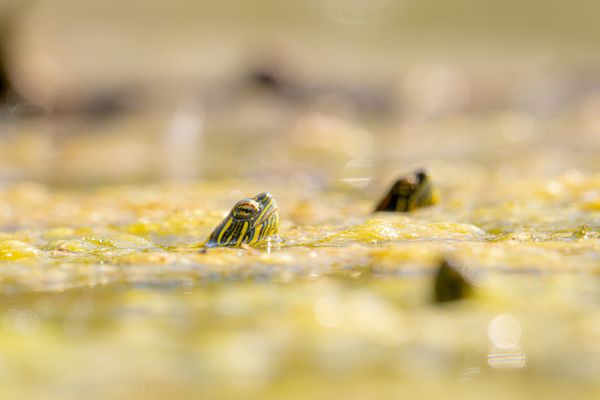 hatchling painted turtl