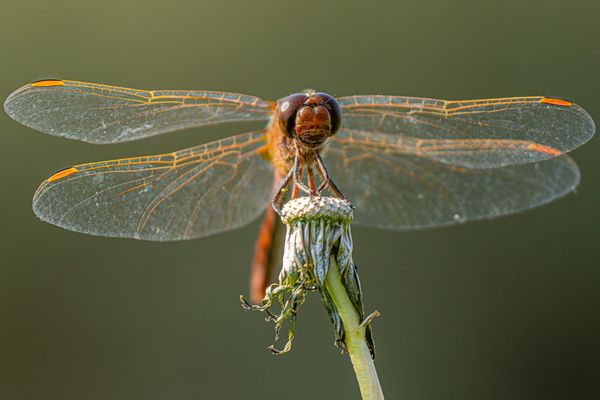 dragonfly in sun