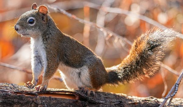 red squirrel
