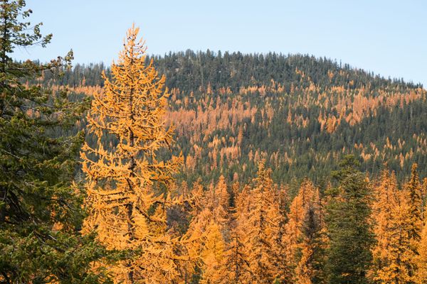 larches