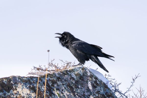 common raven