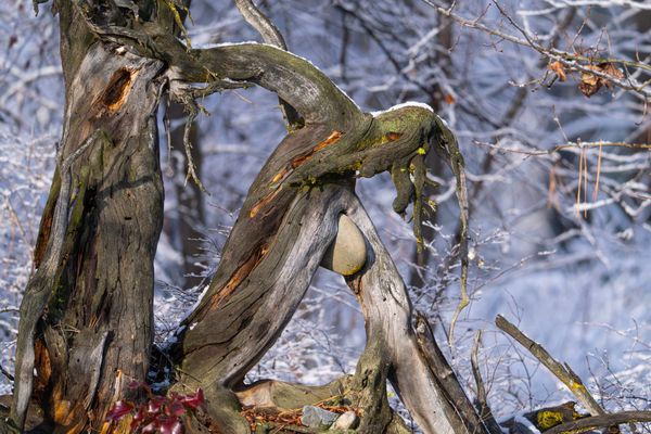 unusual wood formation
