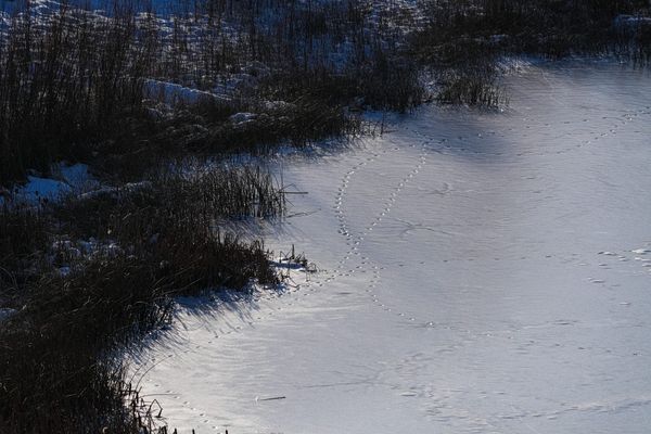 tracks in ice