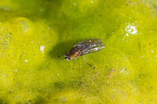 fly on green algae