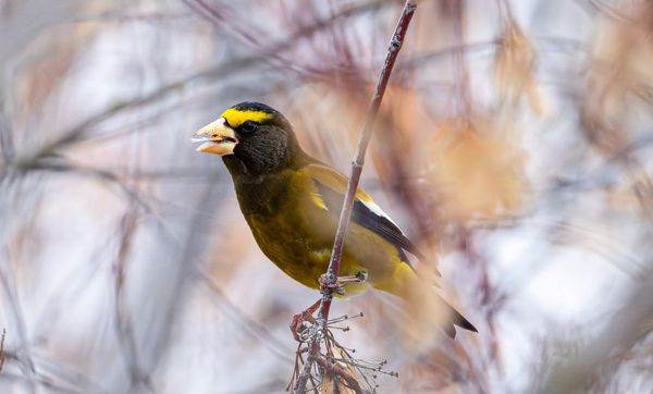 Evening grosbeak