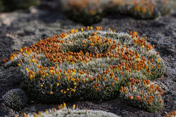 The Spirit of Spring