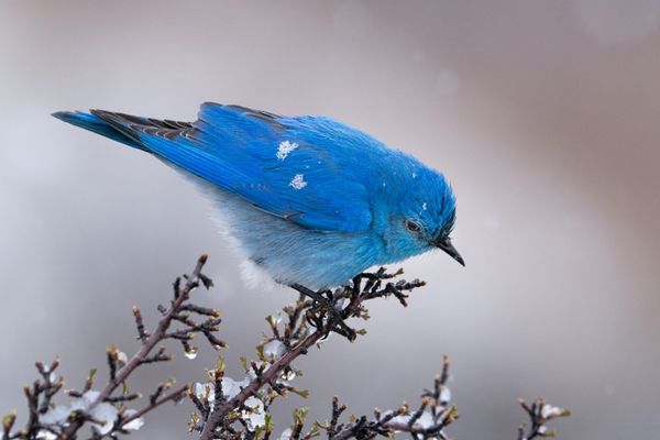 mountain bluebird