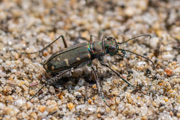 tiger beetle