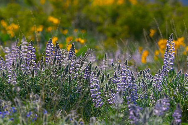spring flowers