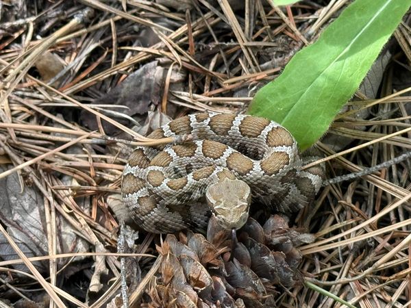 baby rattlesnake