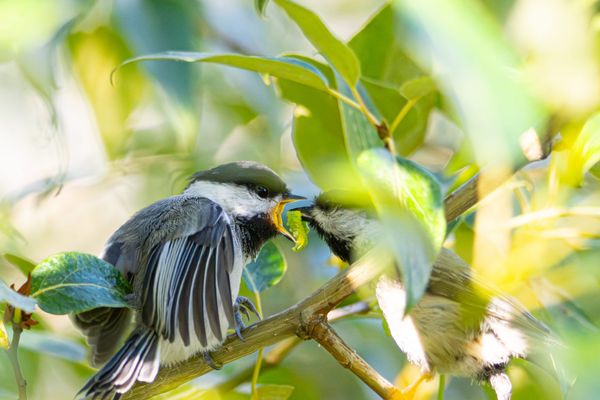 black-capped chickadee feeding time