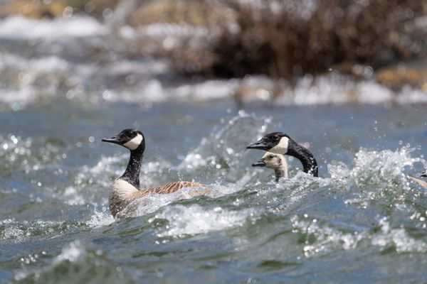 Canada geese in river rapids