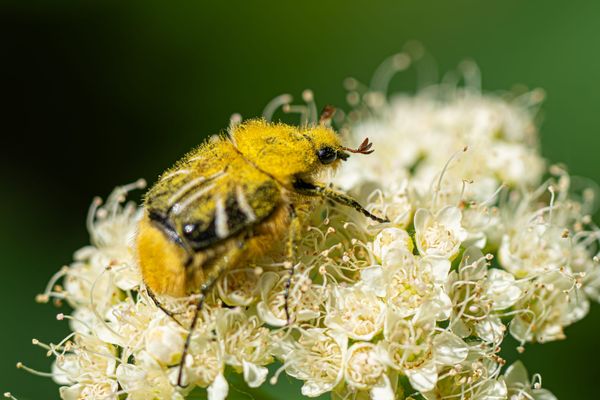 bee-mimic beetle