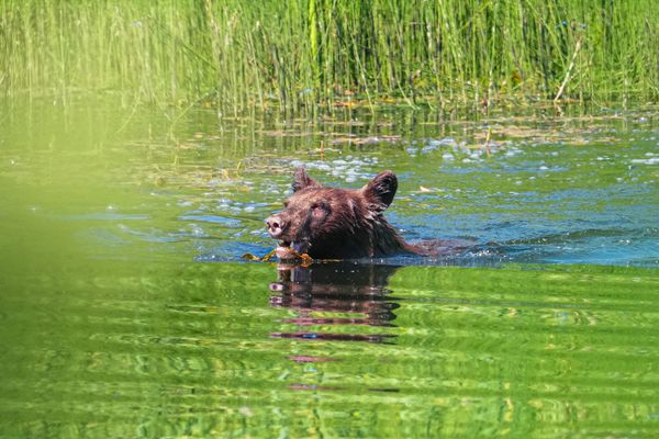 bear in water