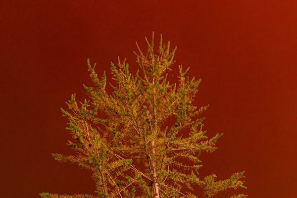 sunset on tree