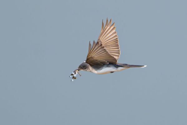 eastern kingbird