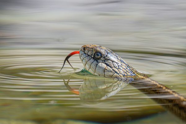 garter snake