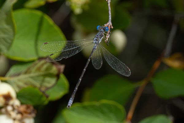spotted spreadwing