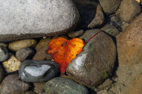 cottonwood leaf in water