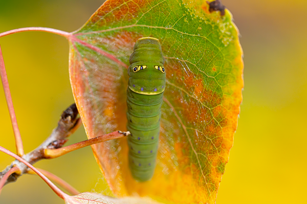 caterpillar
