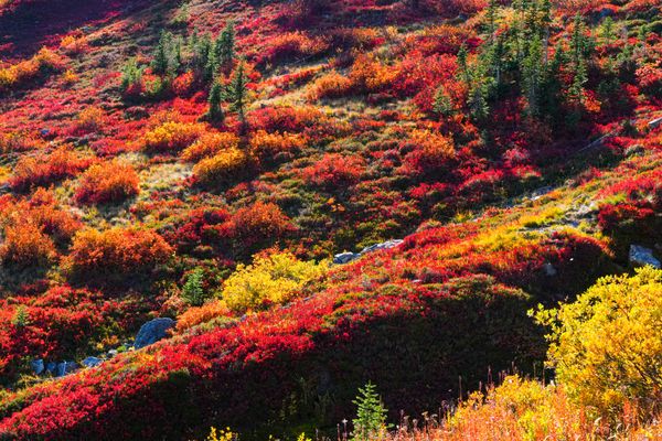 fall colors