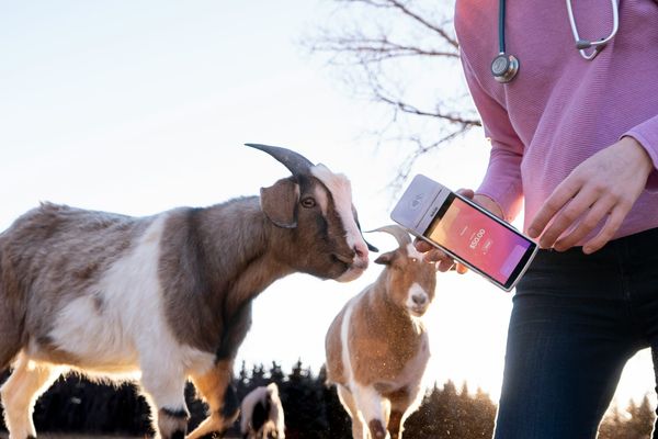 "La inteligencia artificial llegó a la veterinaria: ¿Nos saca laburo o nos salva la vida?"