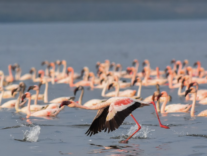 The Flamingo Season in Maharashtra: A Pink Spectacle Worth Celebrating