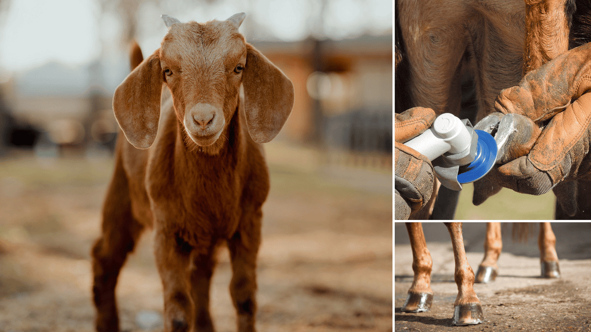 Goat Hoof Trimmers