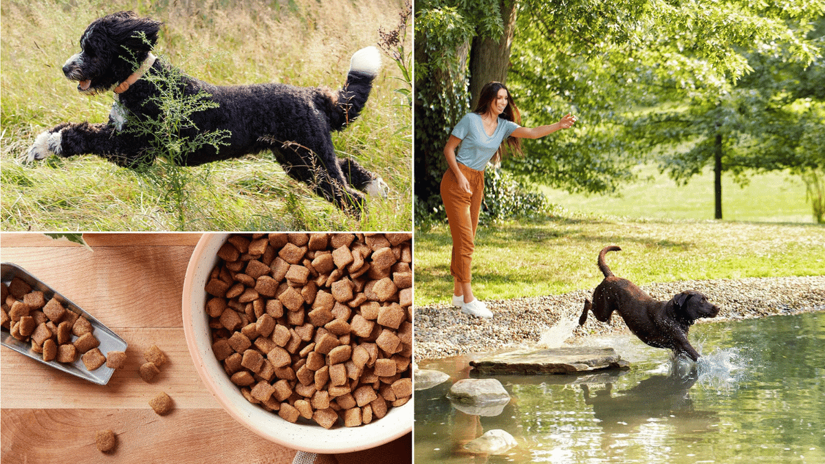 Pumpkin Dog Food