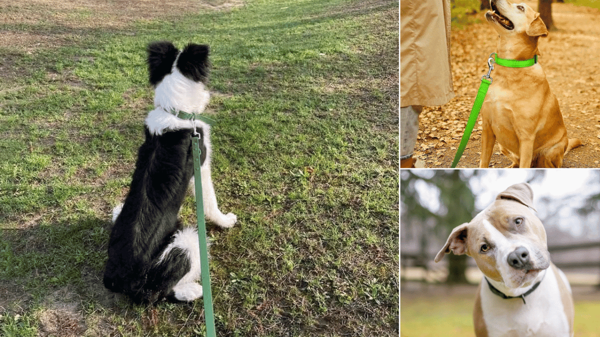 Green Dog Collars