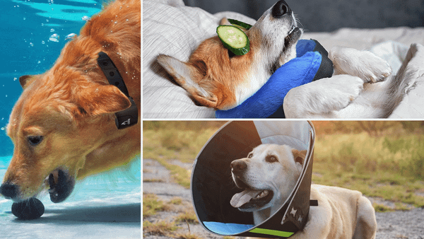 Calmer Collar for Dogs