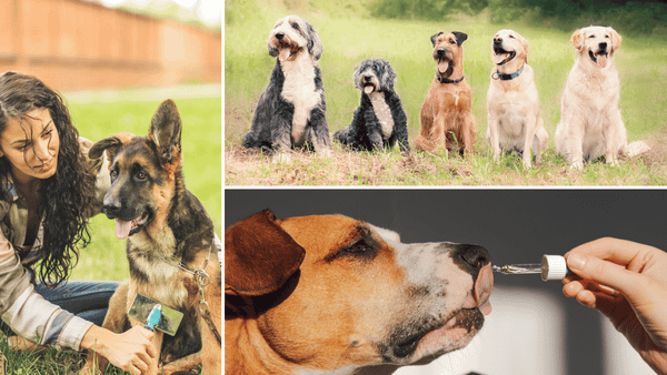 camelina oil for dogs