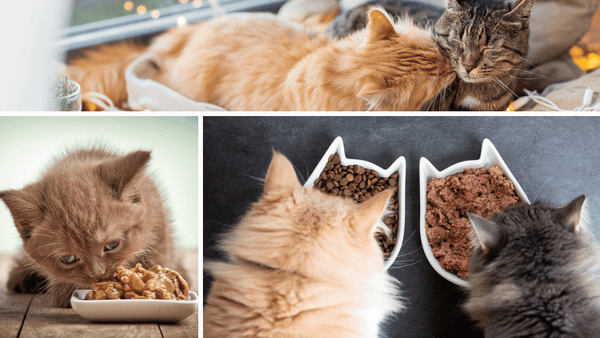 high fiber cat food 