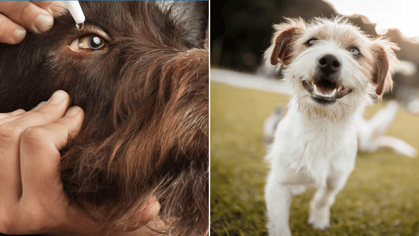Allergy Eye Drops for Dogs