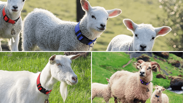 Goat Collars