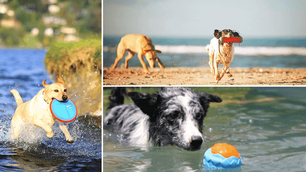 dog water toys