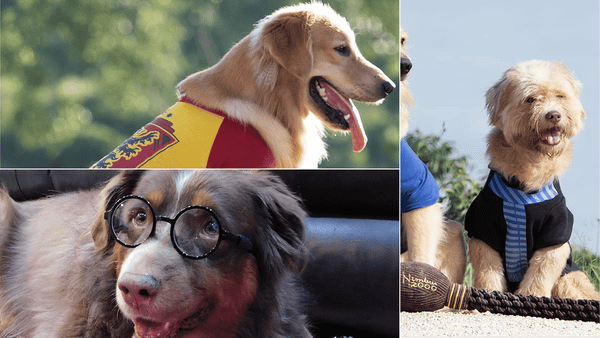 Harry Potter Dog Costume