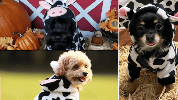 Dog Cow Costume