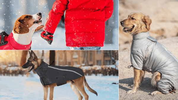 dog snow suit
