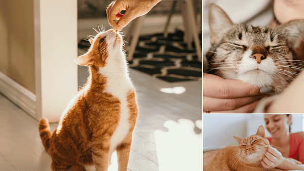 Freeze Dried Cat Treats