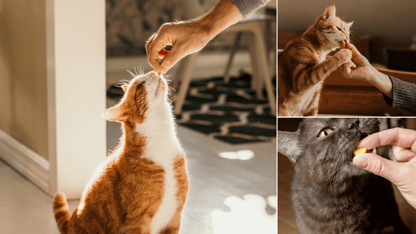 Best Cat Treats