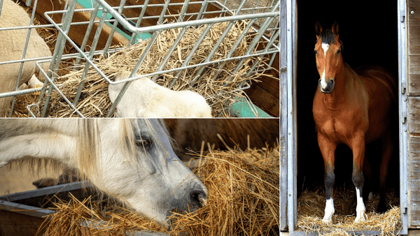 Hay Feeders for Horses