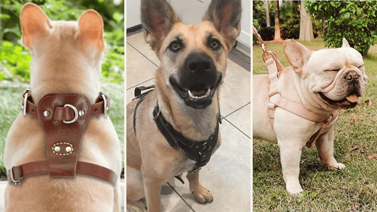 Leather Dog Harness