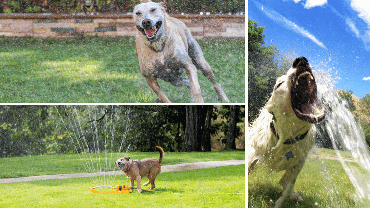 dog sprinkler