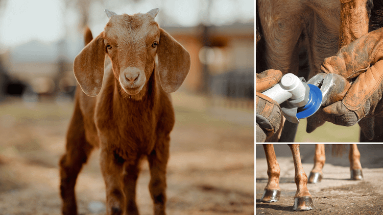 Goat Hoof Trimmers