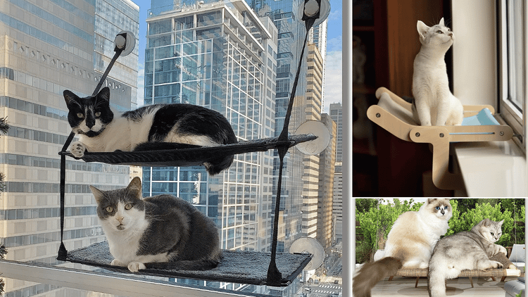 Cat Window Box