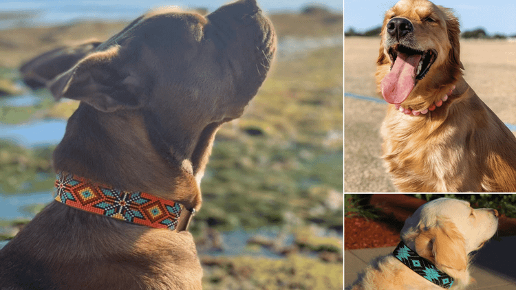 Beaded Dog Collar